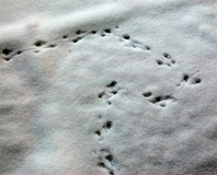 Spuren im Schnee